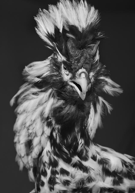 Pavlov breed rooster